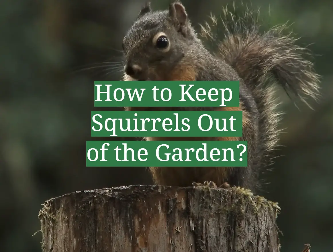 the ultimate guide keeping squirrels out of your garden