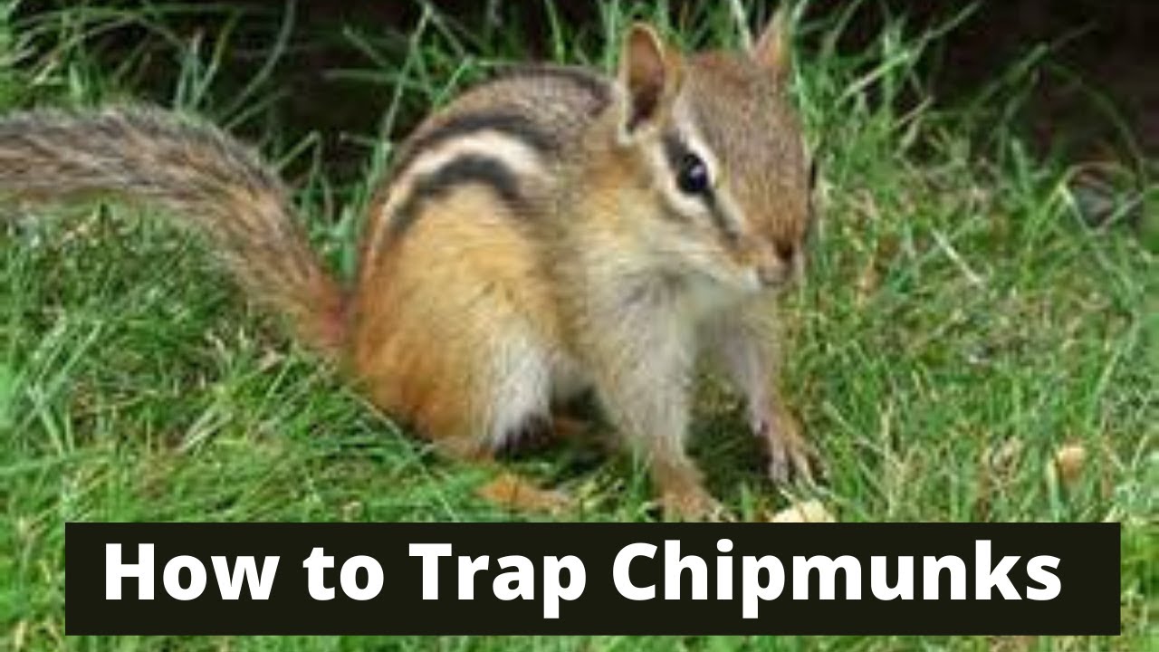 the ultimate guide learn how to catch chipmunks like a pro