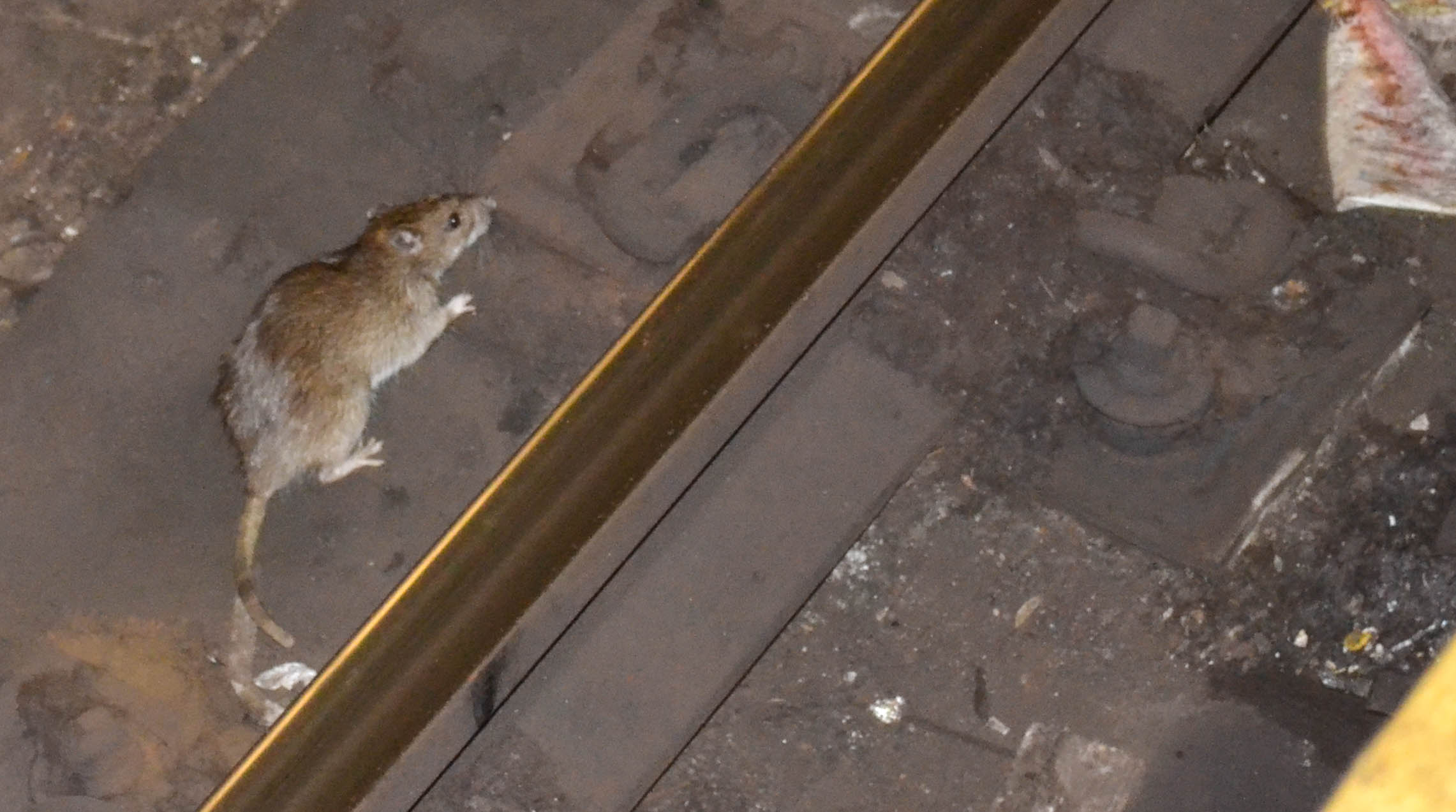 the vermin count unveiling the surprising rat population in nyc