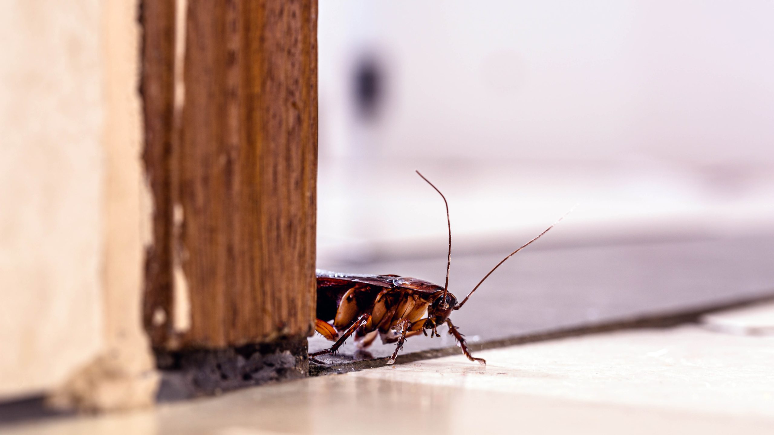 top 10 telltale signs of roach infestation at home scaled