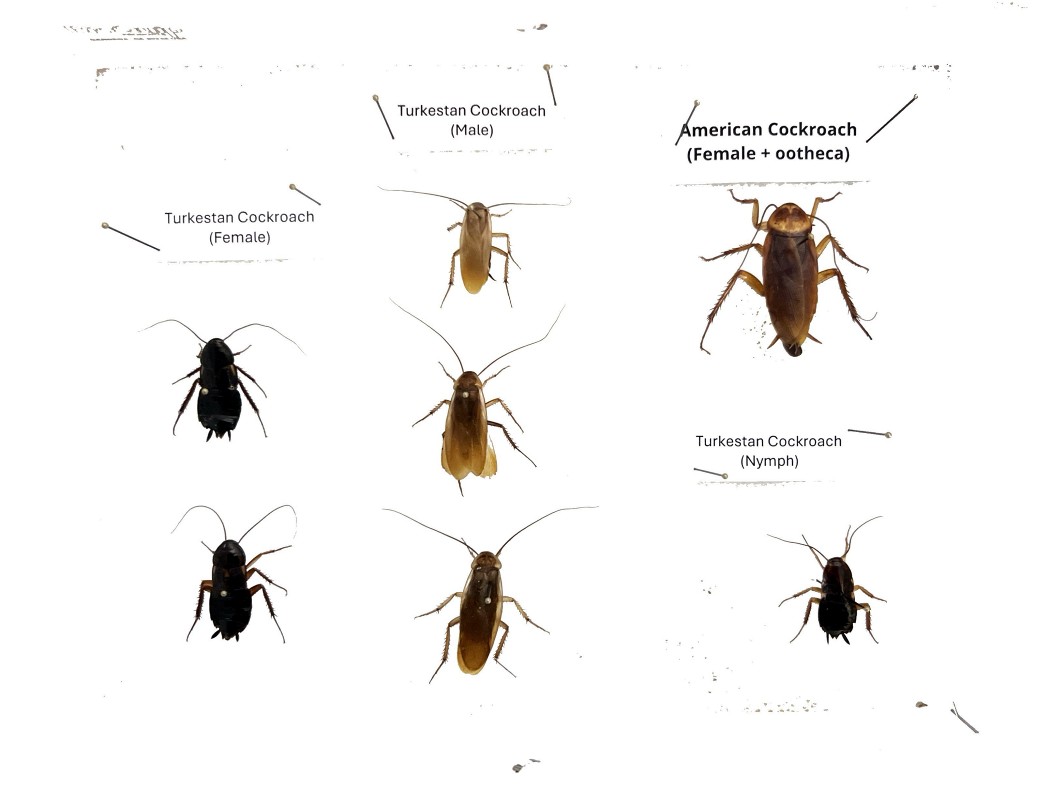top 5 most common bugs in texas a complete guide