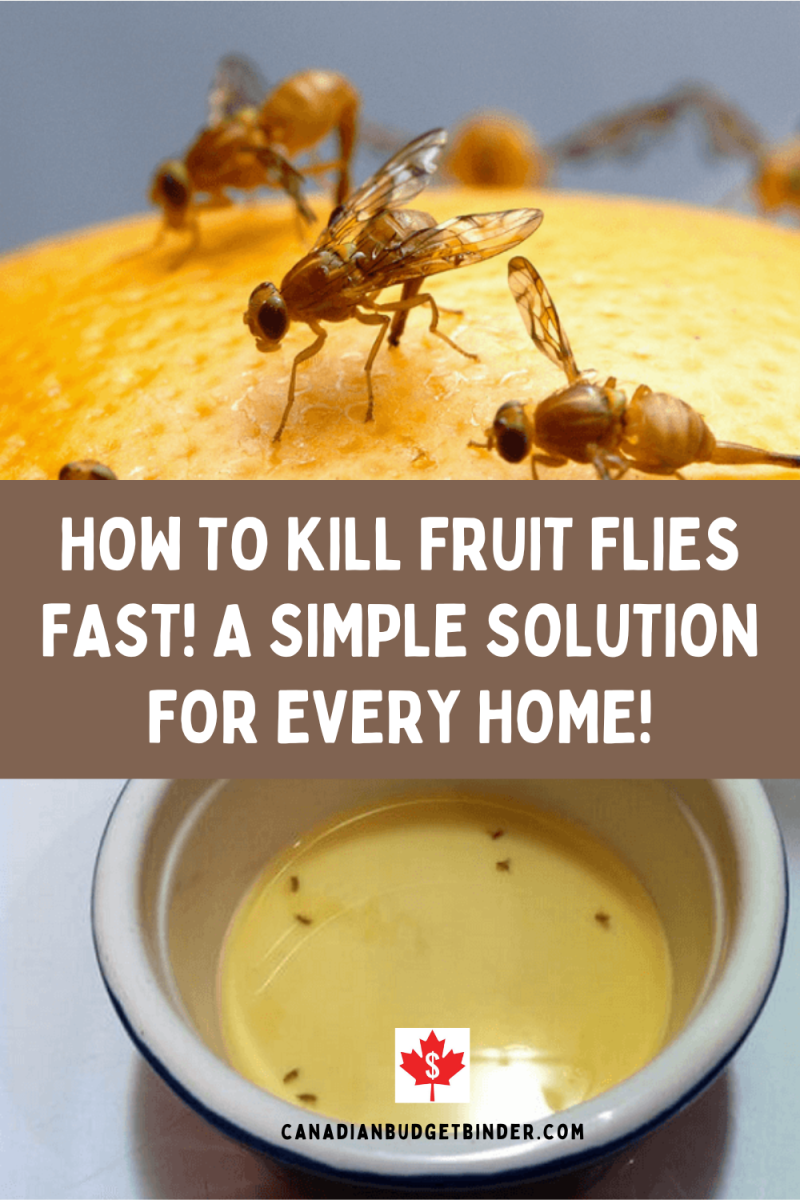 top tricks to wipe out fruit flies fast a step by step guide