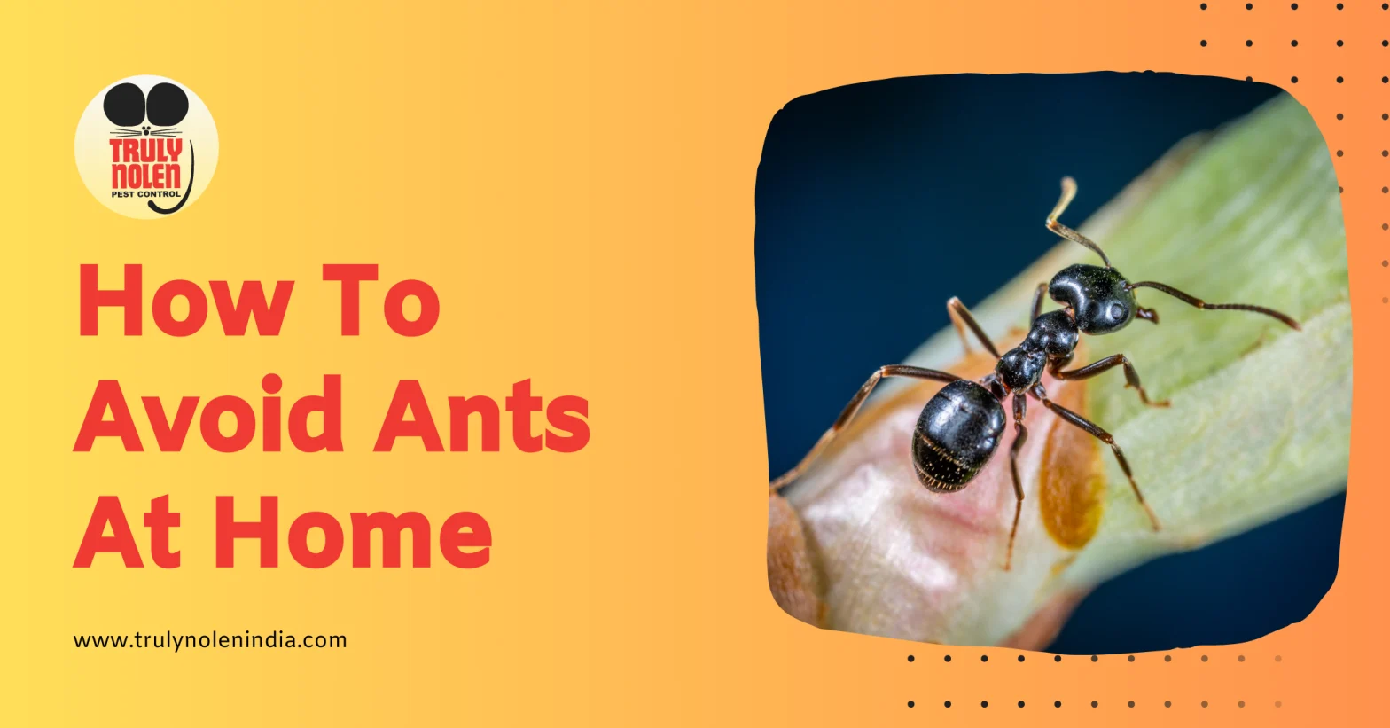 uncovering the hazards of ant infestation protect your home now