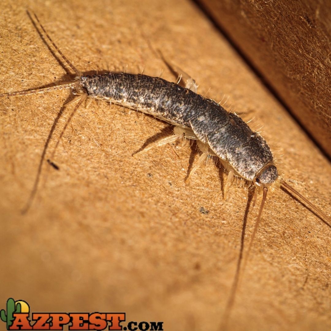 uncovering the mystery what do silverfish look like