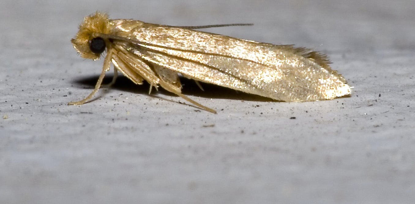 uncovering the origins of clothes moths a guide