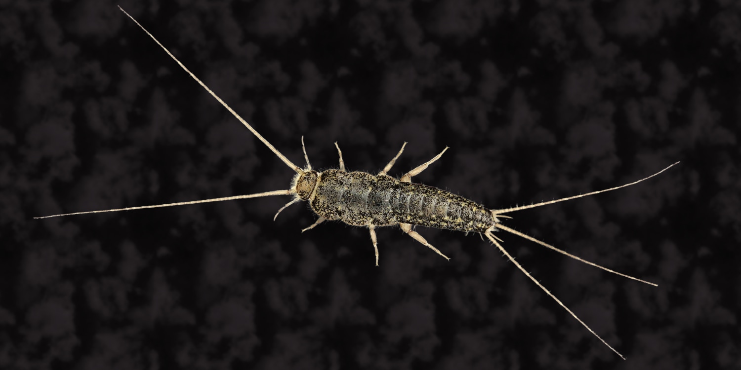 uncovering the secrets what truly attracts silverfish to your home