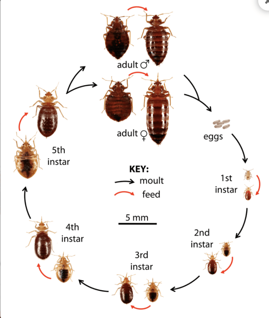 uncovering the size of bedbugs how big do they really get