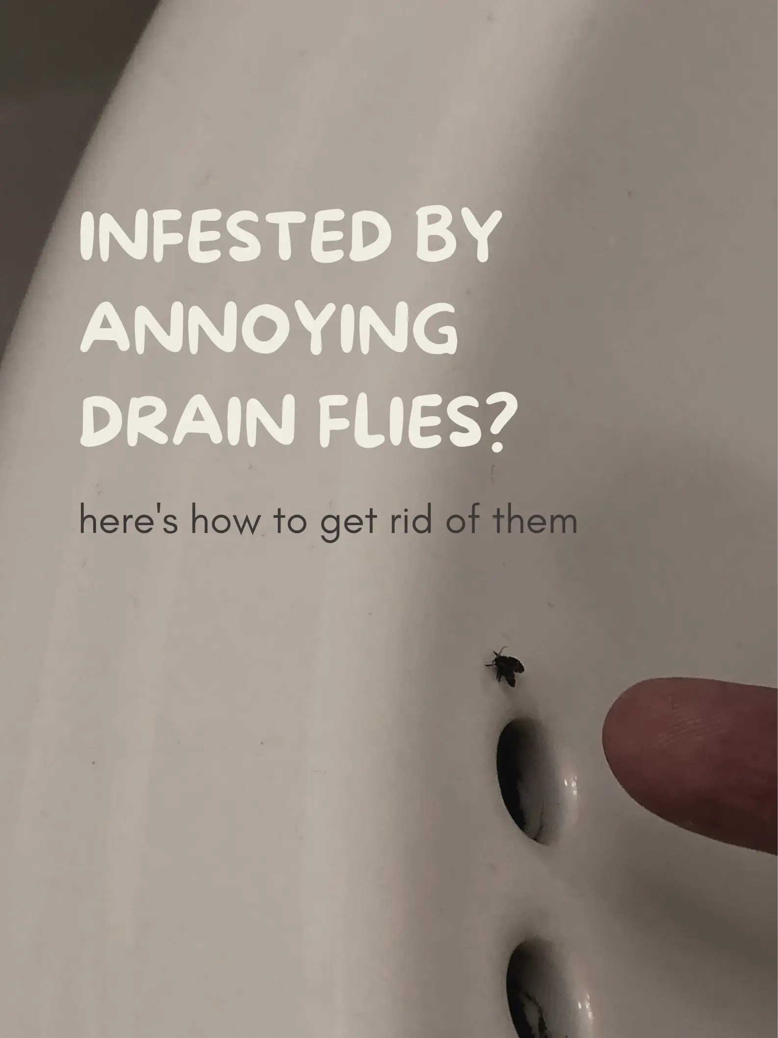 unfiltered thoughts on diy pest control what we really think