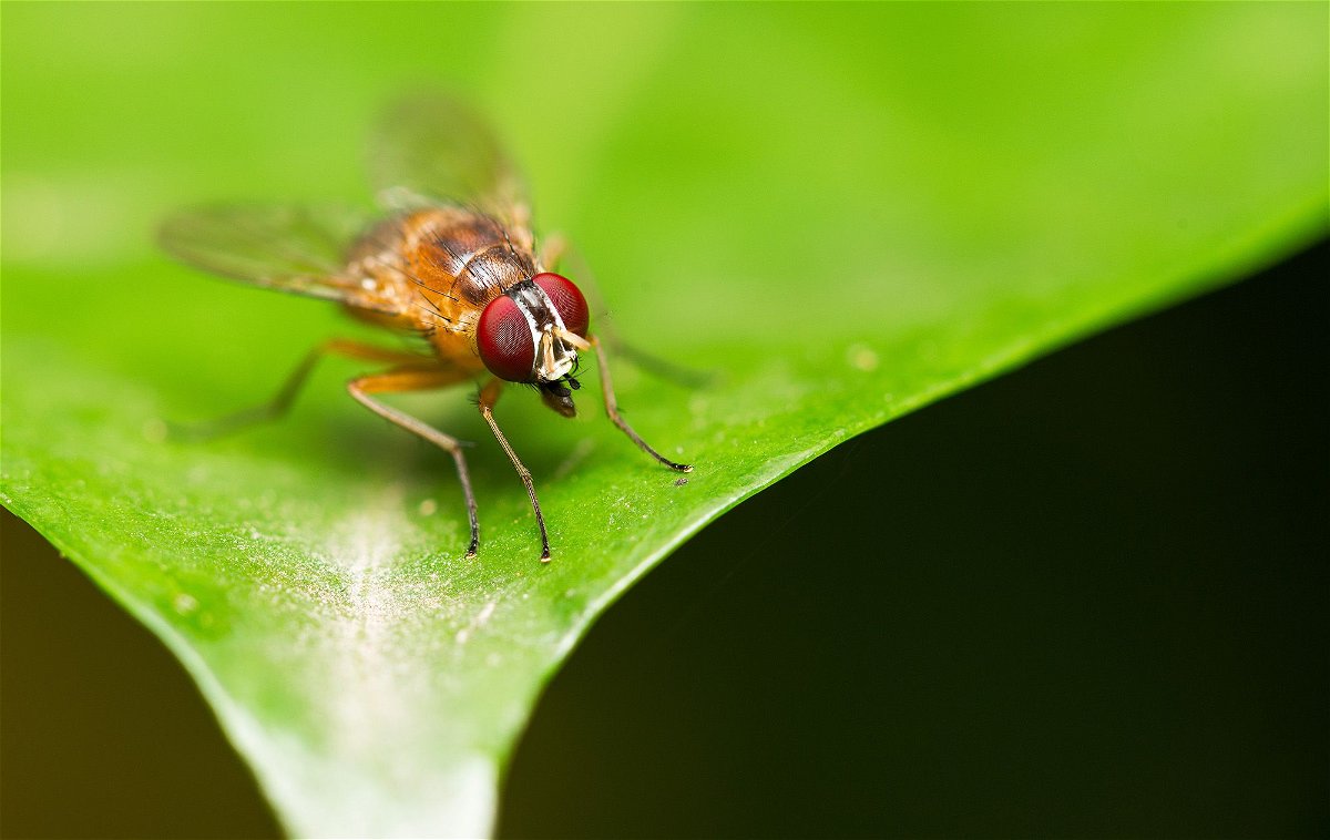 unraveling the mystery discovering the origins of fruit flies