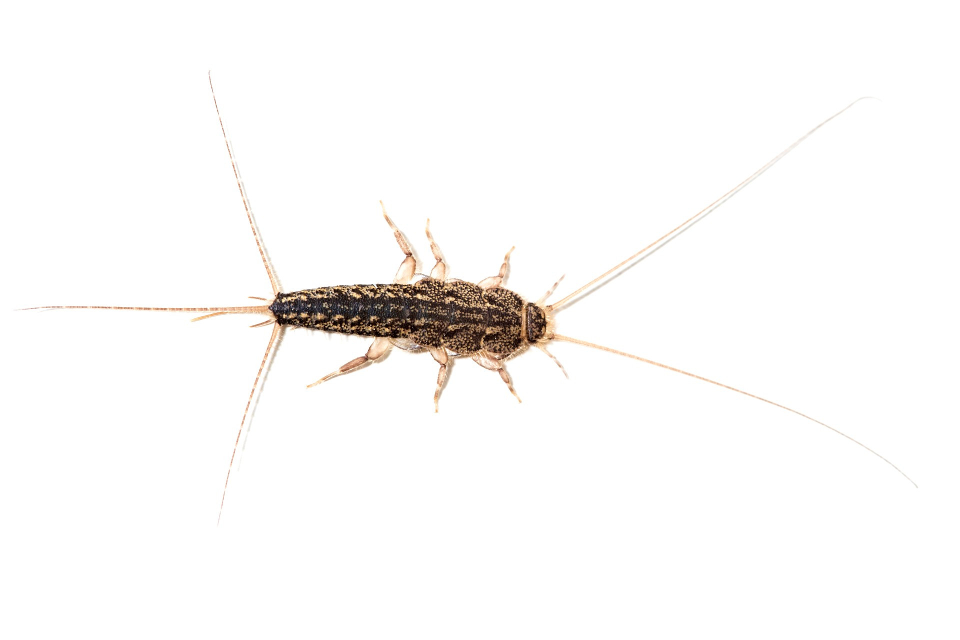 unraveling the mystery how do silverfish get in your home