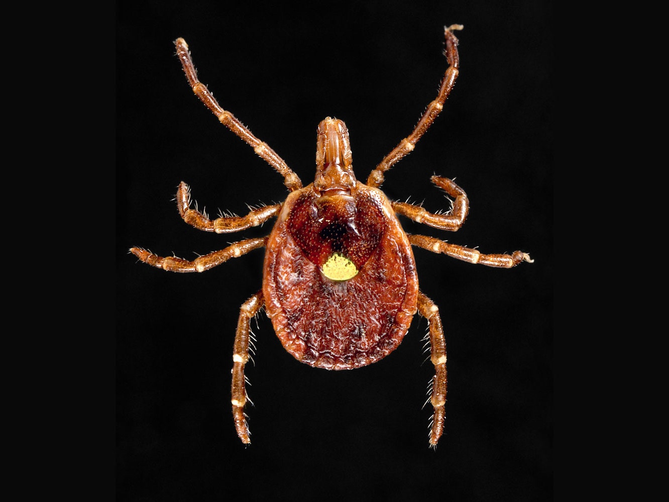 unraveling the mystery how do ticks reproduce