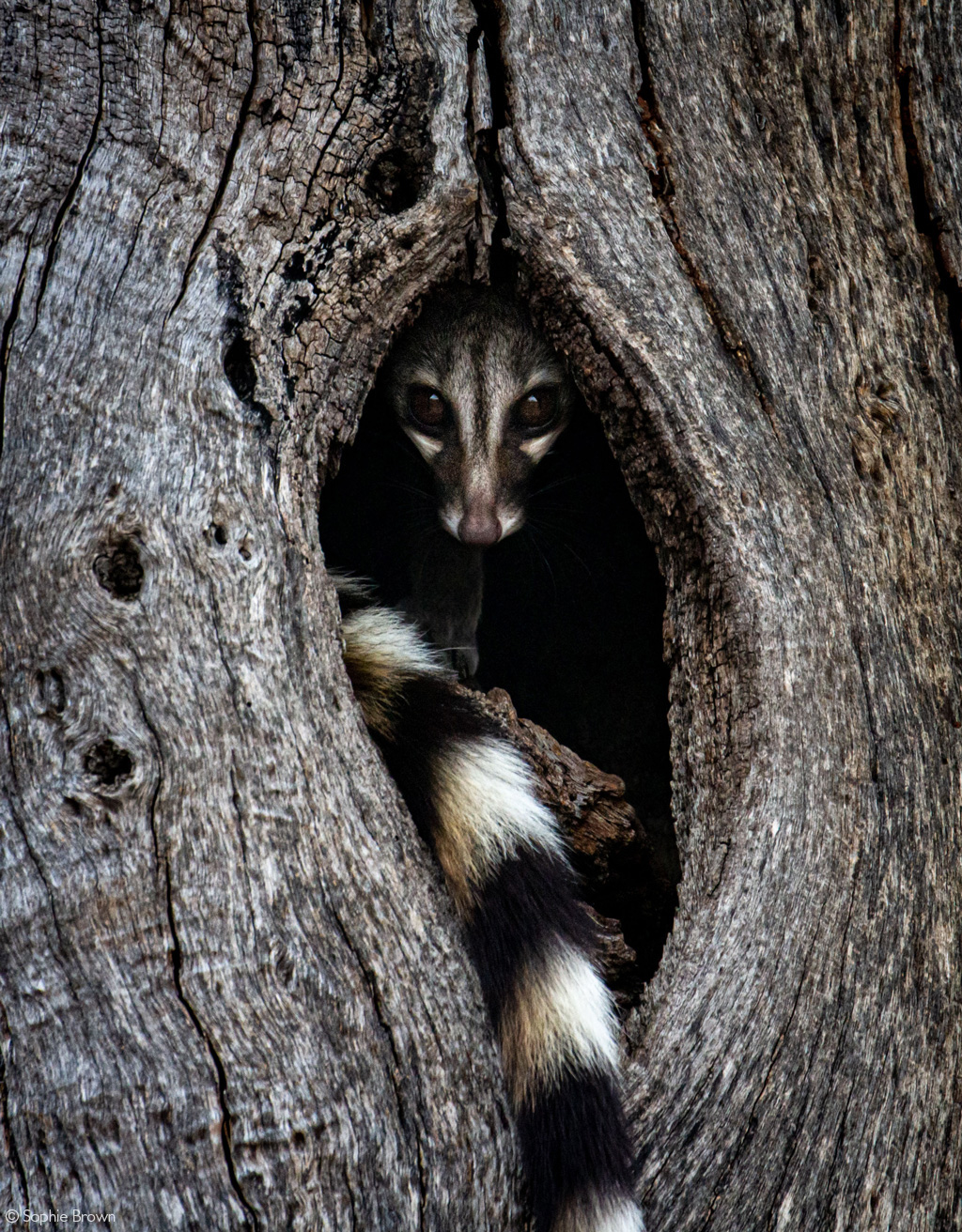 unraveling the mystery where do raccoons sleep discover their secret hideouts