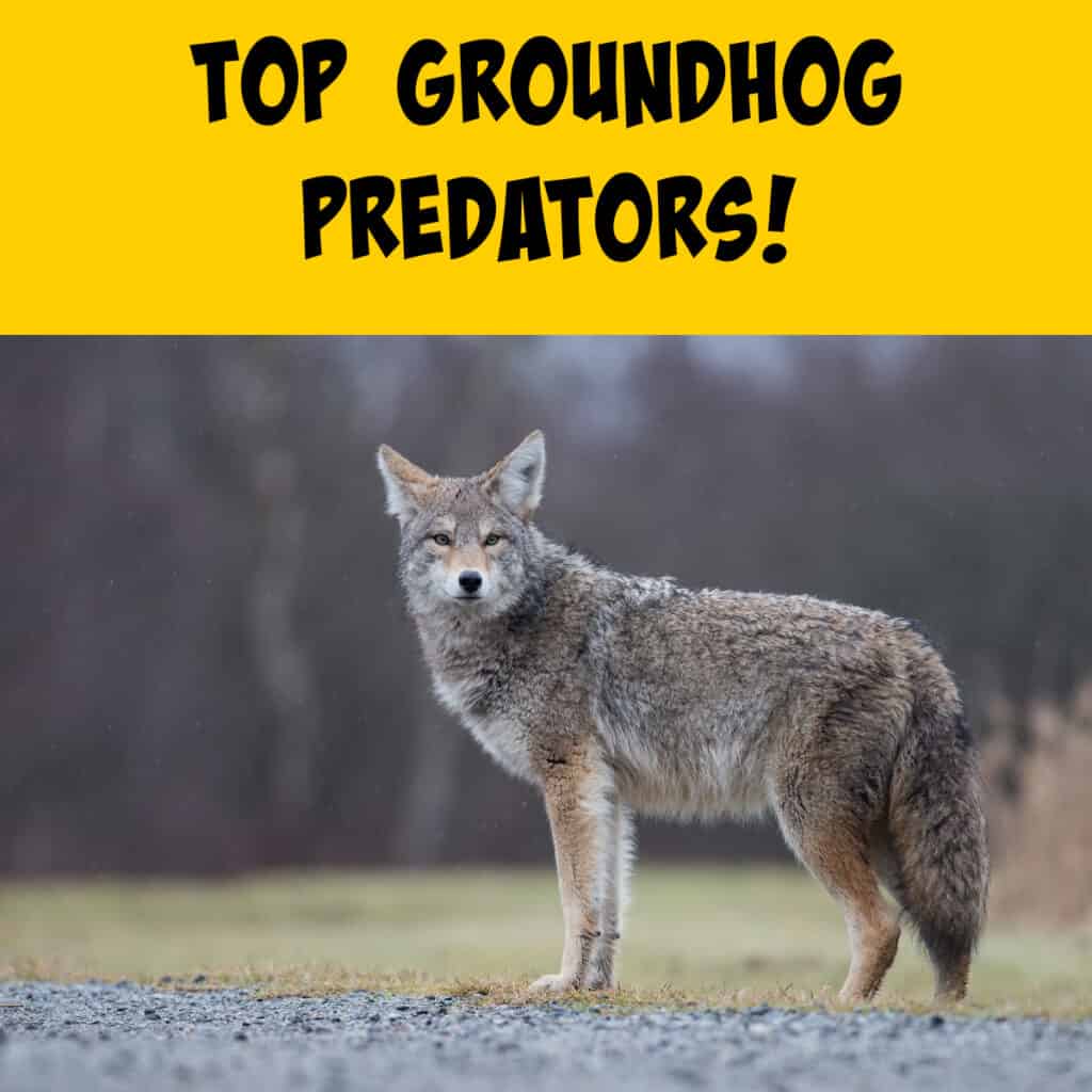 unveiling natures predators who preys on groundhogs