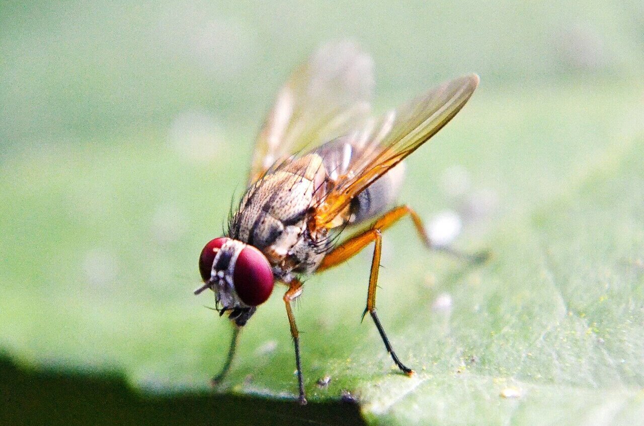 unveiling the dietary secrets of fruit flies what do they eat