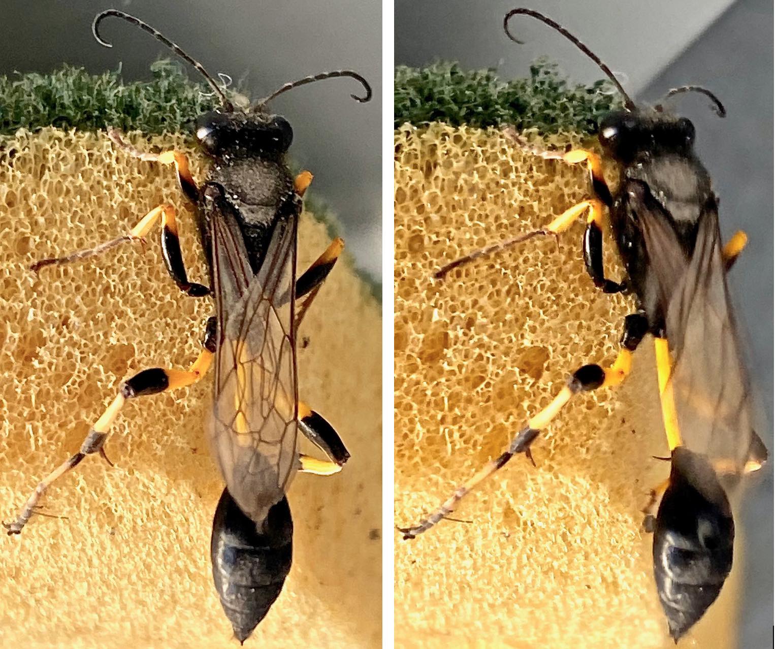 unveiling the elusive small black bug with yellow stripe on back all you need to know