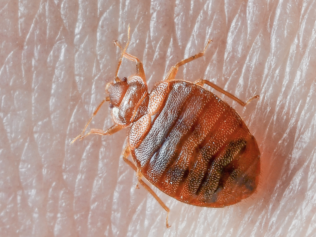 unveiling the elusive where do bedbugs hide uncover the truth