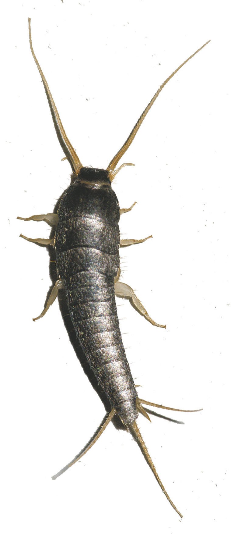 unveiling the mysteries what do silverfish really do