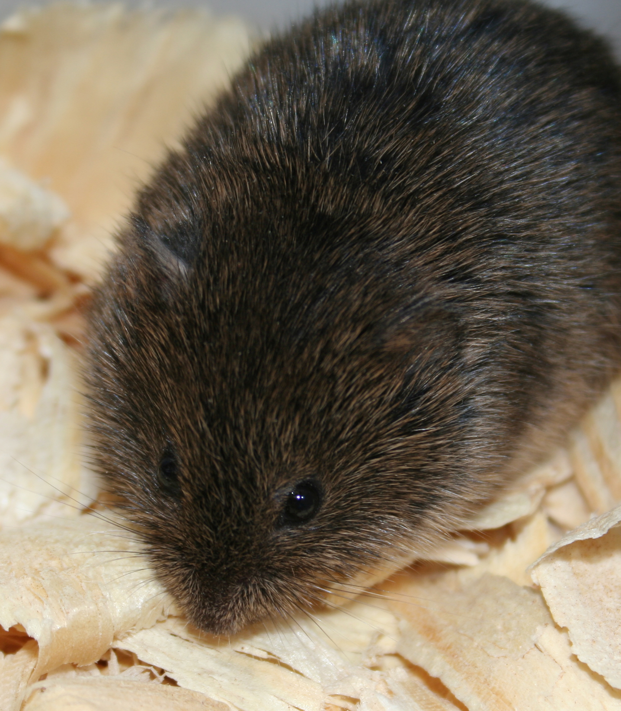 unveiling the mysterious look of voles all you need to know