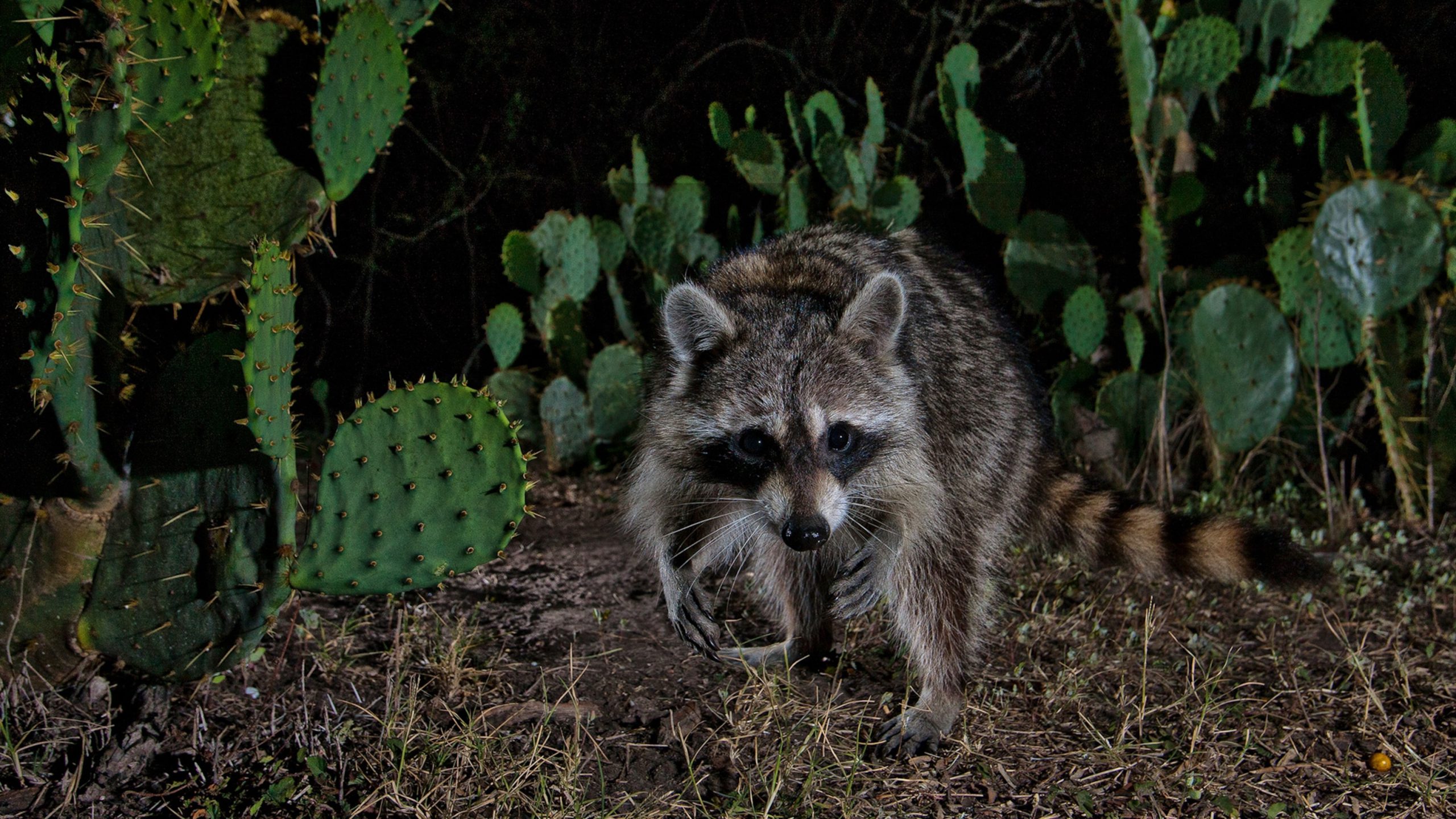 unveiling the mystery discover where raccoons find their habitat scaled