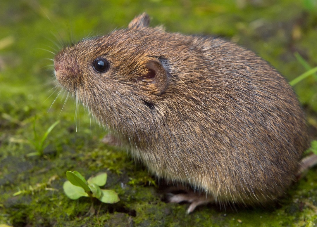 unveiling the mystery exploring the world of meadow voles 1