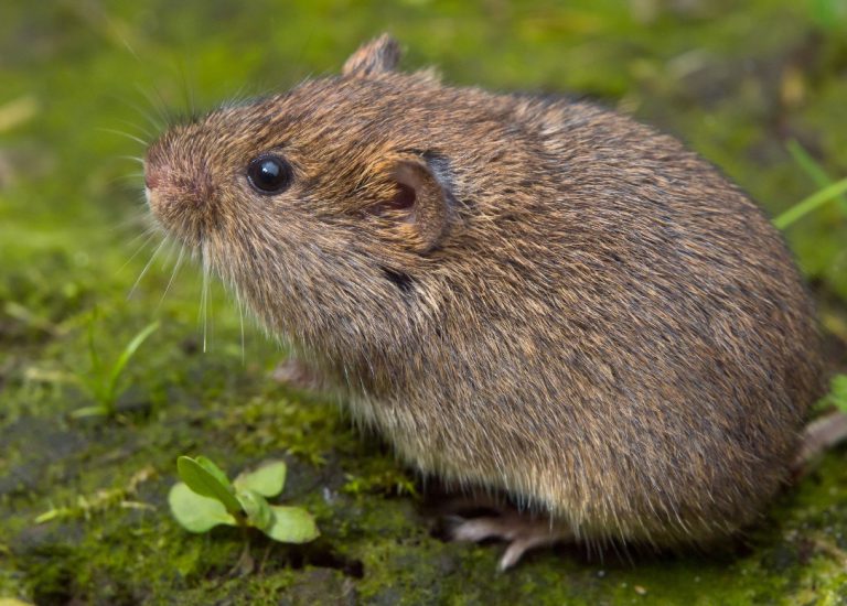 unveiling the mystery exploring the world of meadow voles