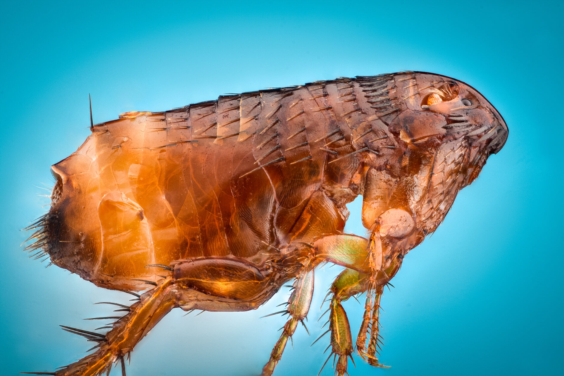 unveiling the mystery how long do fleas live find out the lifespan of these pesky pests 1