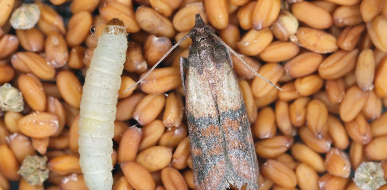 unveiling the mystery what are pantry moths and how to get rid of them