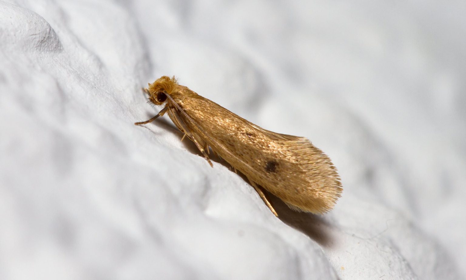 Unveiling the Mystery: What Do Clothes Moths Really Look Like?