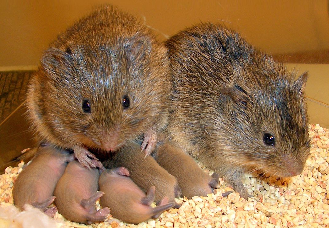 unveiling the secrets discover when voles are most active