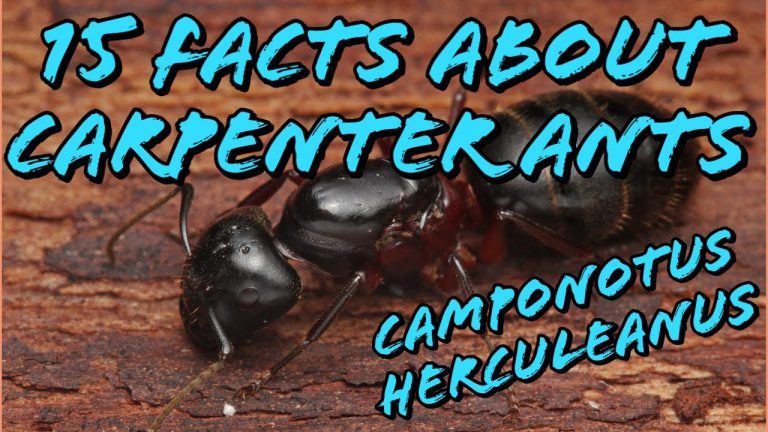 Unraveling the Mystery: What Are Carpenter Ants?