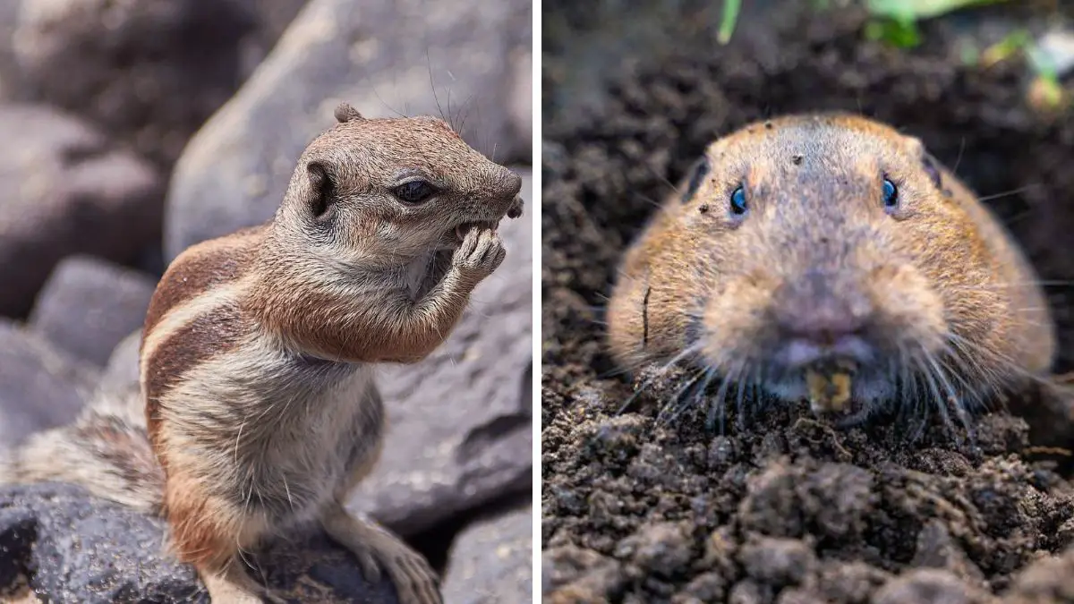 what are gophers a comprehensive guide to these fascinating burrowing rodents