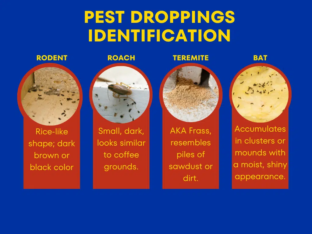 Identify & Manage Insect Pests: Ultimate Guide!