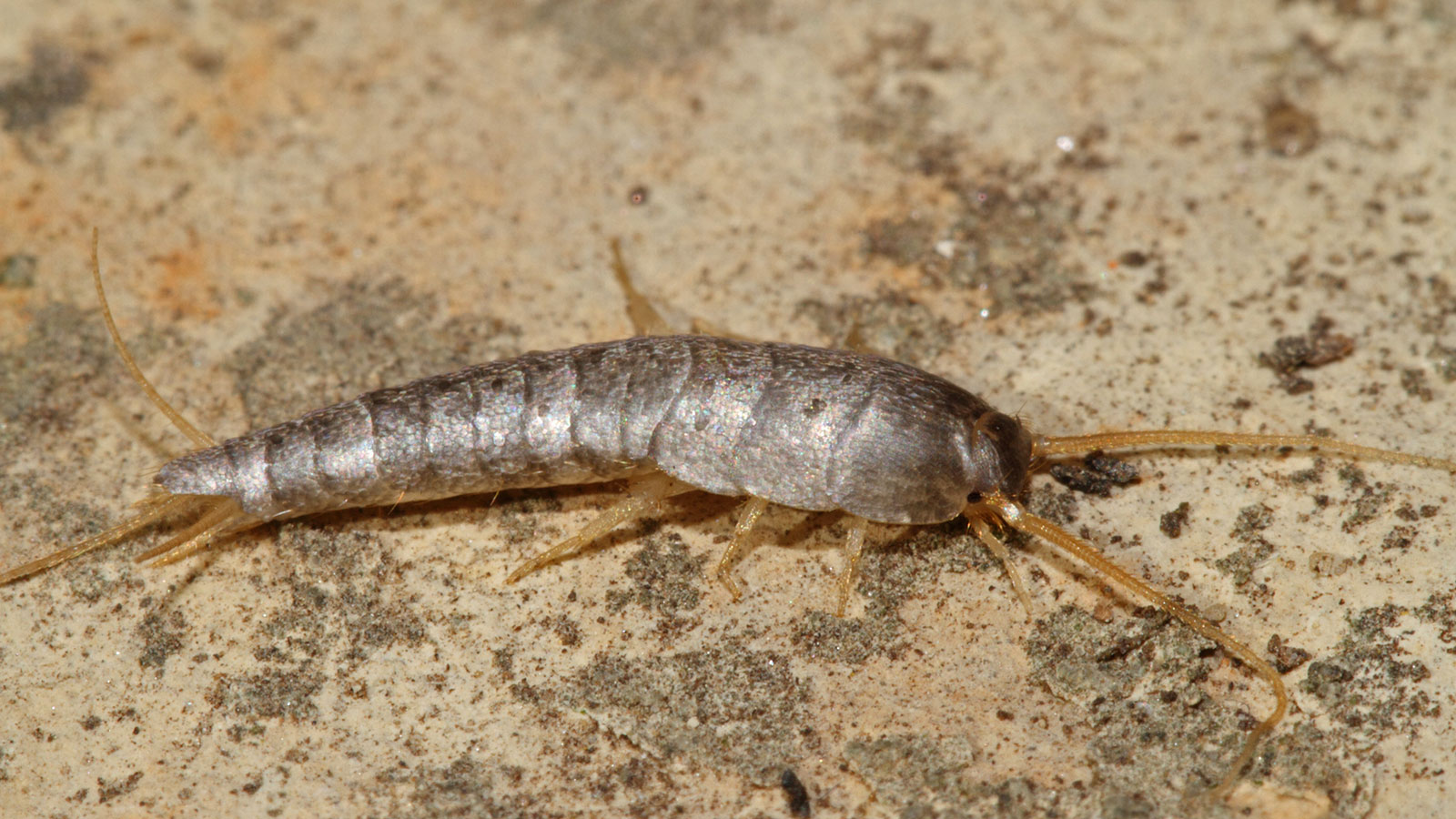 what are silverfish learn all about these common household pests