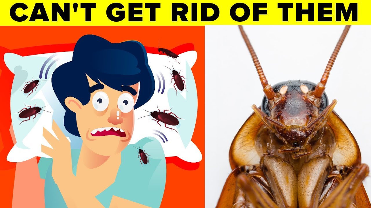 what causes cockroaches