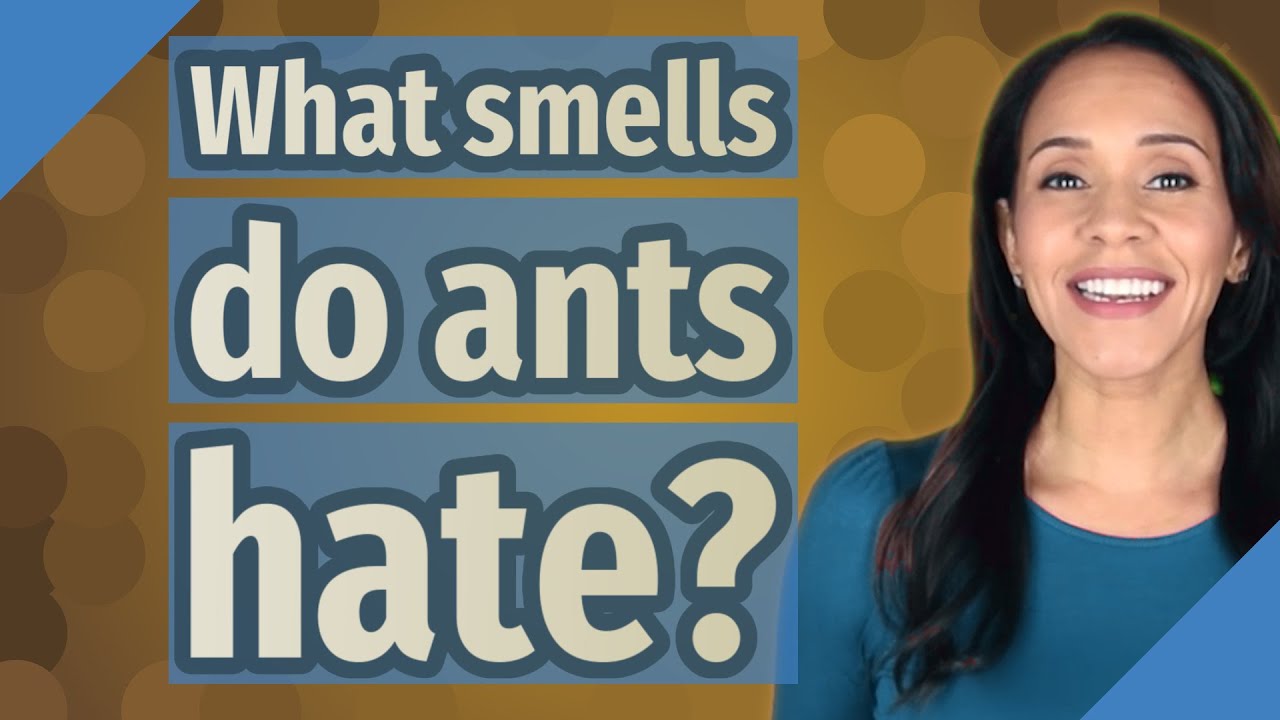 what do ants hate