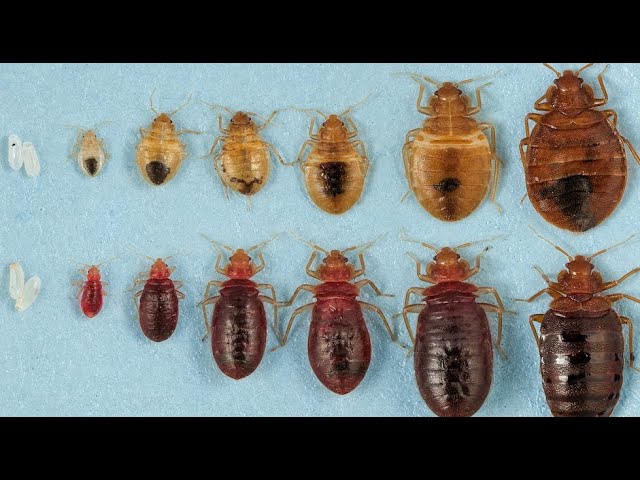 What Do Bed Bug Sheddings Look Like? Your Complete Guide to Identifying ...