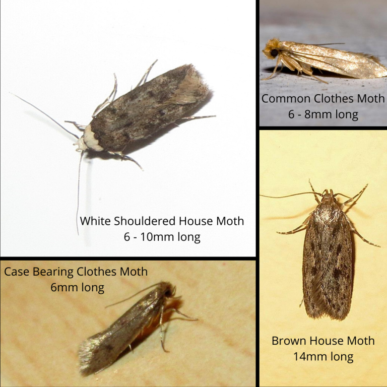 What Do Clothes Moths Eat? Discover their Diet and Prevent Infestations