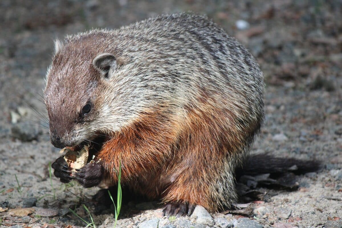 what do groundhogs eat exploring the diet of these curious creatures