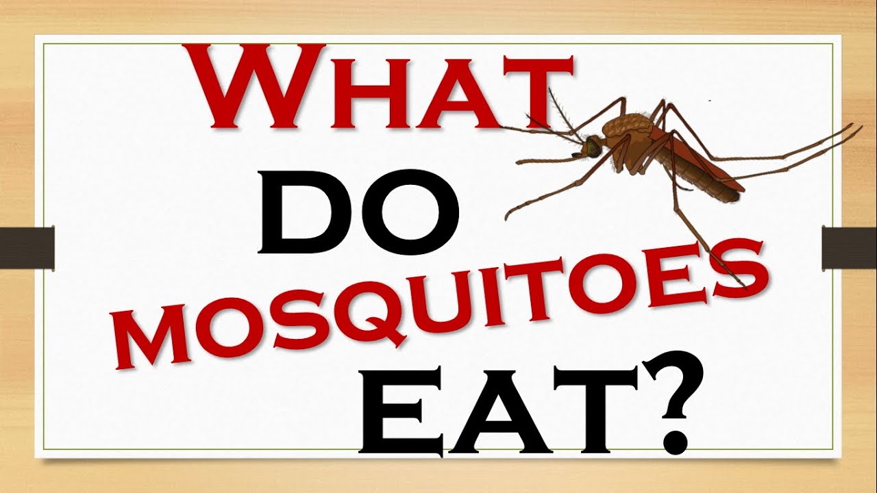 what do mosquitoes eat