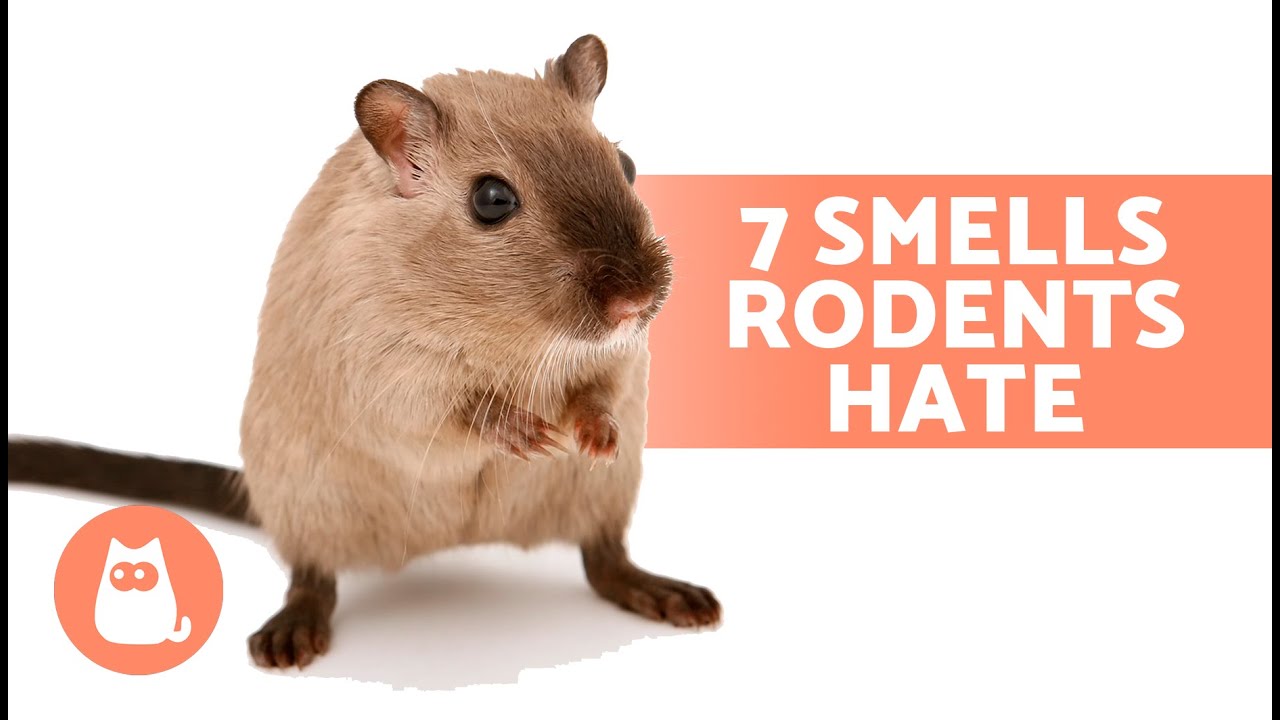 what do rats hate 10 surprising things that keep rodents away