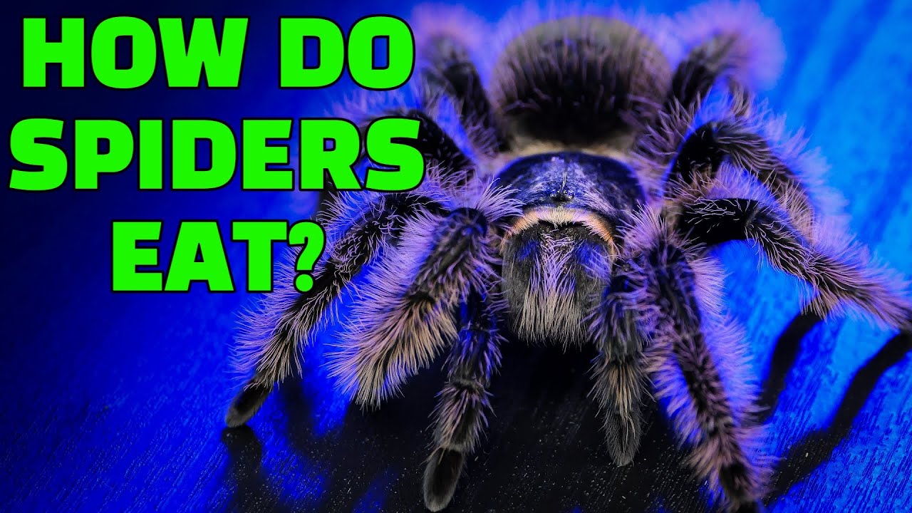 what do spiders eat