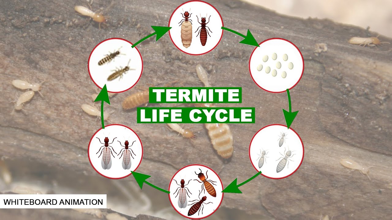 what do termite larvae look like