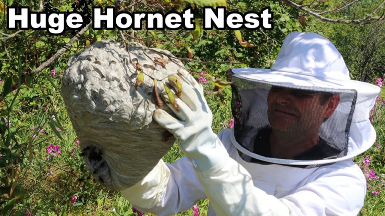 Unveiling the Mysterious Appearance: Exploring the Anatomy of a Hornets’ Nest