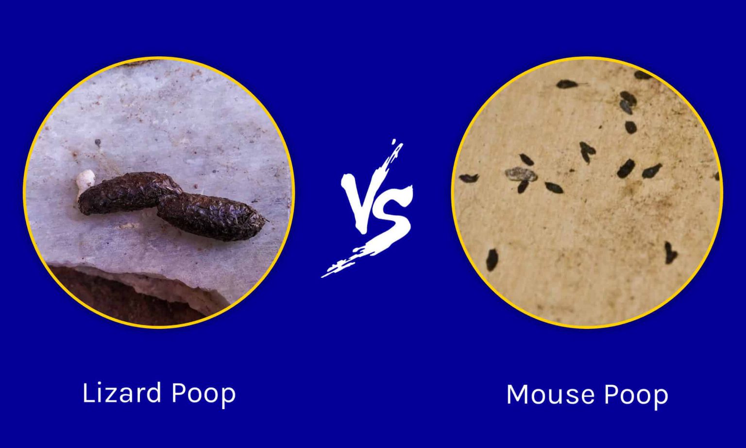 What Does Mice Poop Look Like? Discover the Unique Appearance of Mouse