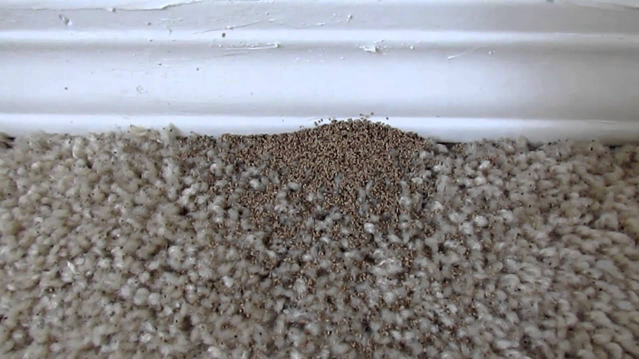 what does termite dust look like