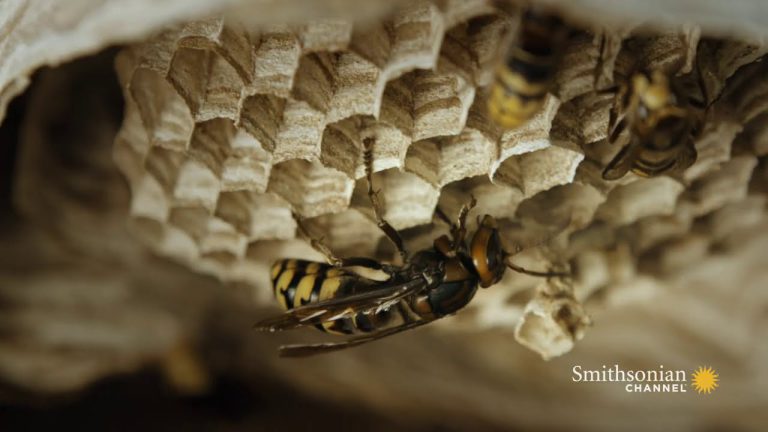 Unveiling the Secrets: What Materials Form a Hornet’s Nest?