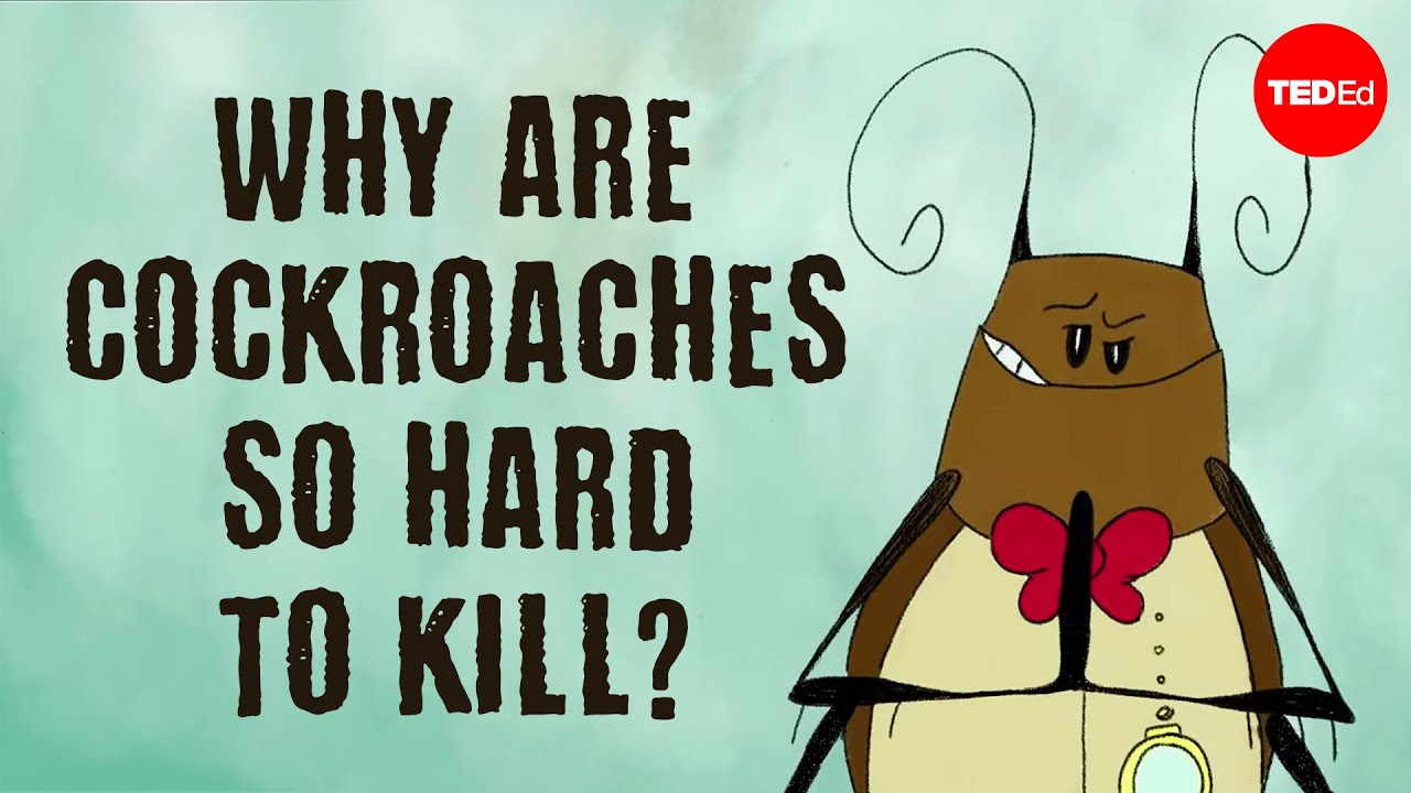 what kills cockroaches