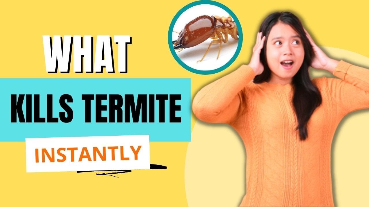 what kills termite