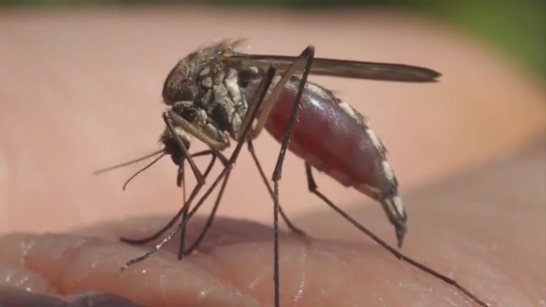 The Unsung Role of Mosquitoes: Exploring Their Purpose and Ecological Importance