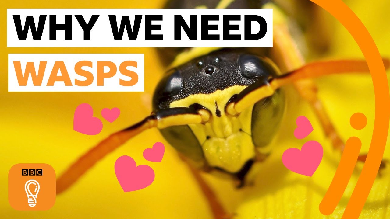 what purpose do wasps serve